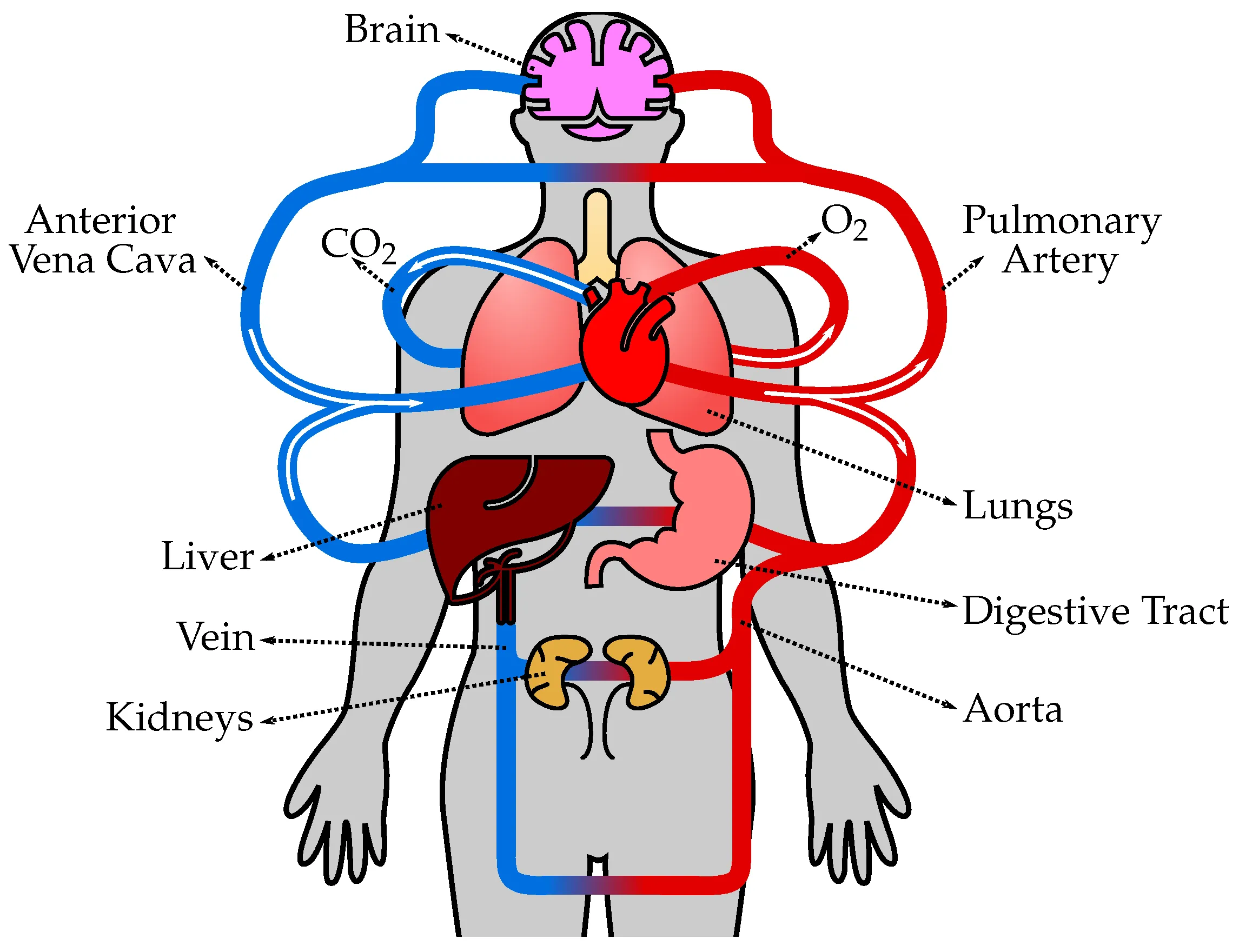 Cardiovascular system